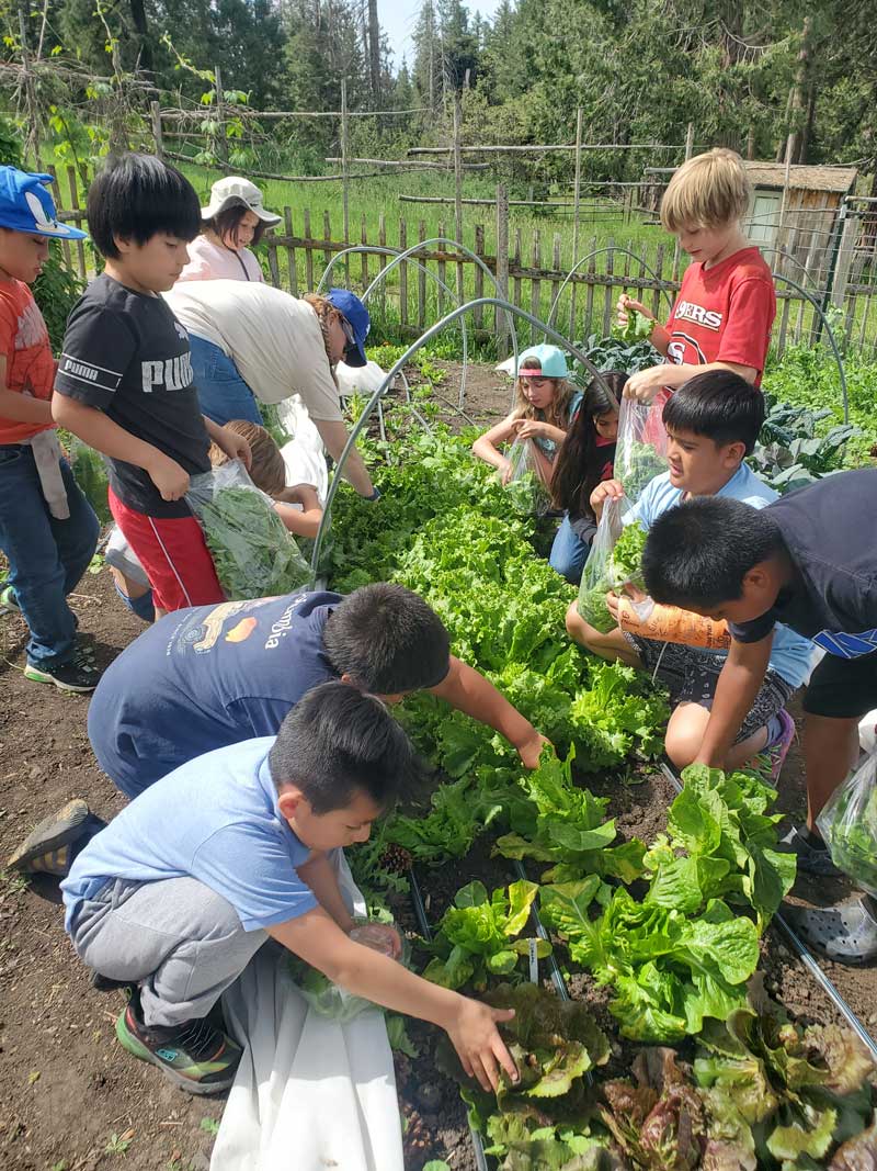 field trip students picking organic lettuces