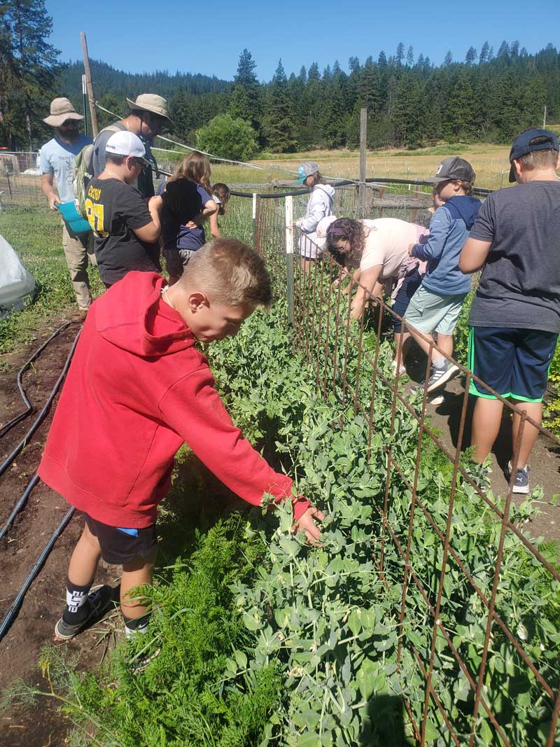 field trip students picking organic peas