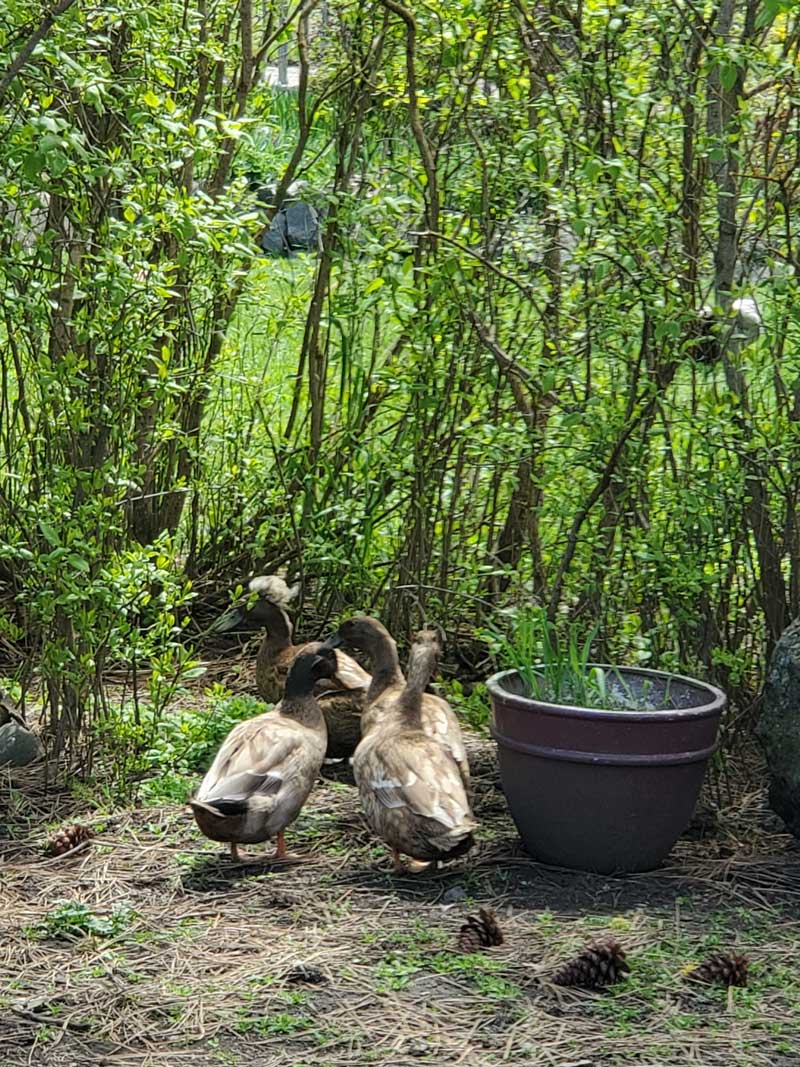 four ducks waddling past planter pot