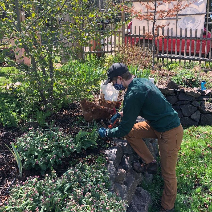 garden volunteer busy in the garden