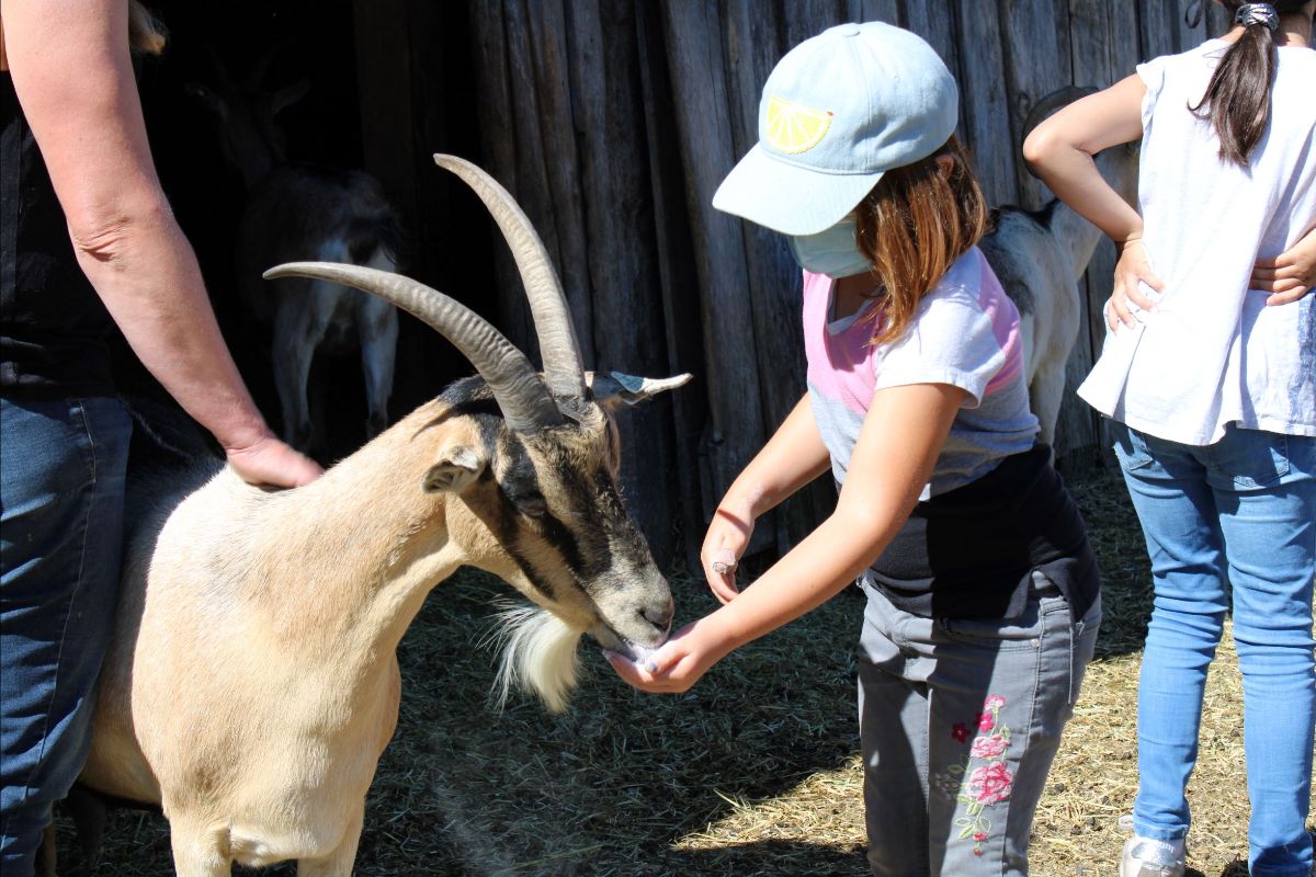 child feeding a goat