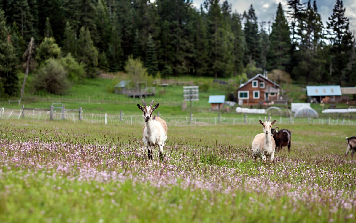 goats in pasture