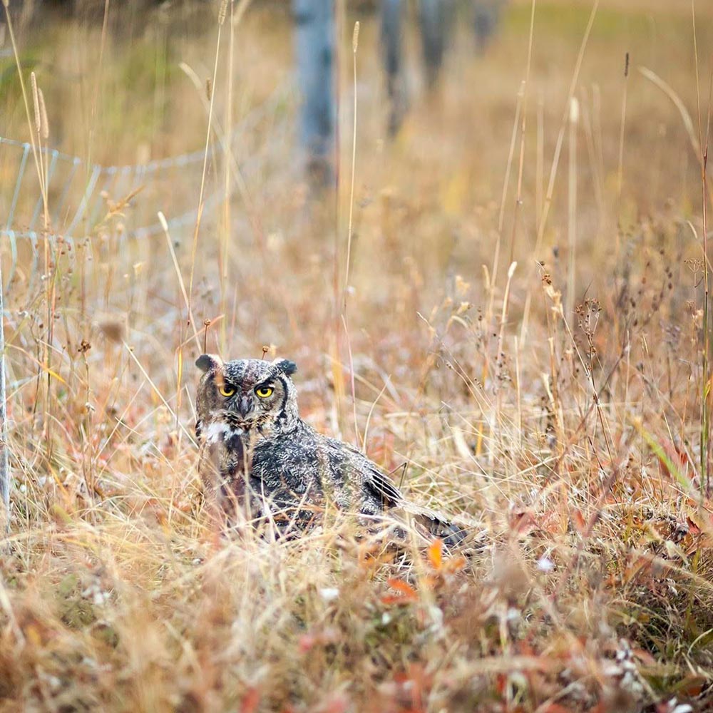 Great Horned Owl in the grass at Willow-Witt Ranch