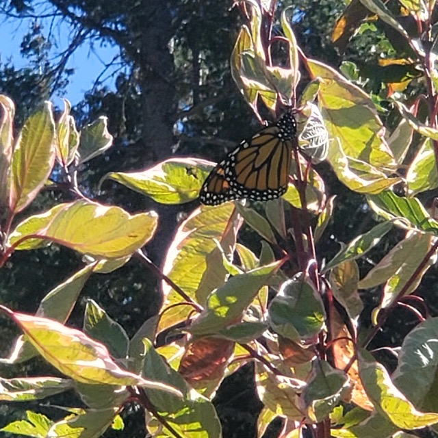 monarch butterfly released with Pollinator Project Rogue Valley