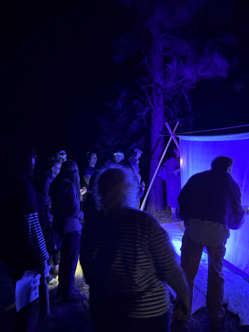 Looking for moths