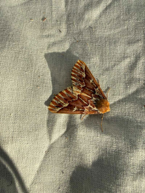 a Western Conifer Looper moth