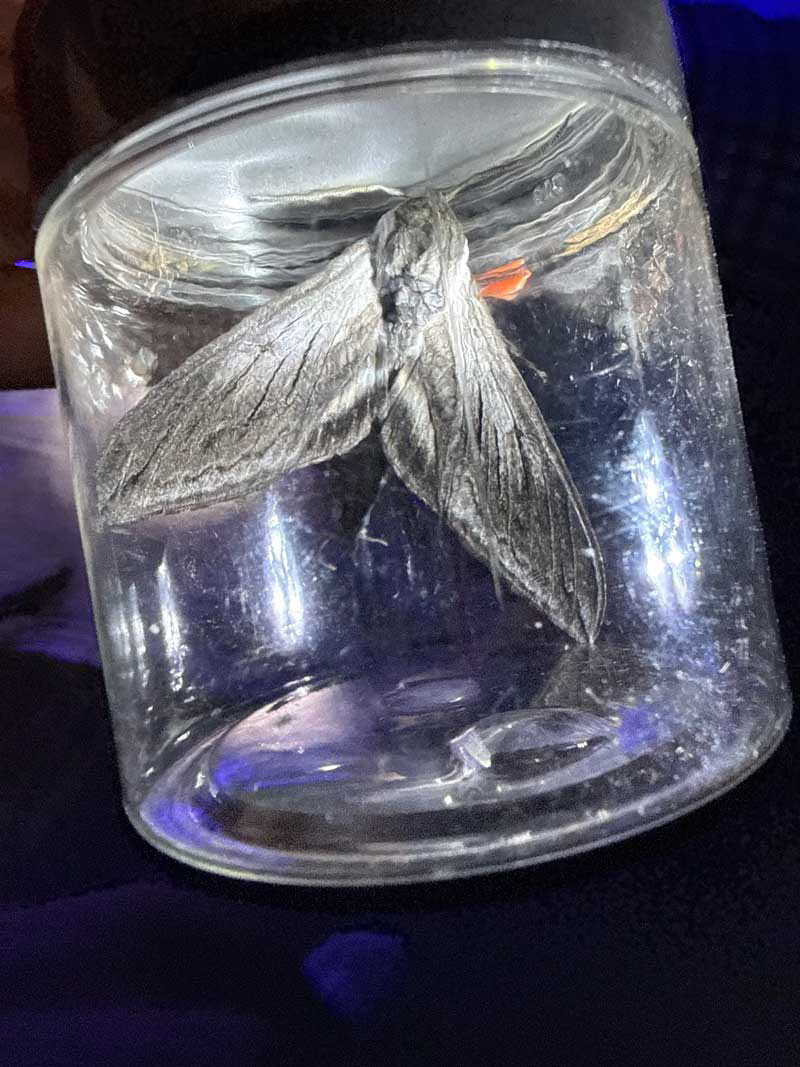 a Sphinx moth