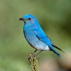 Mountain Bluebird