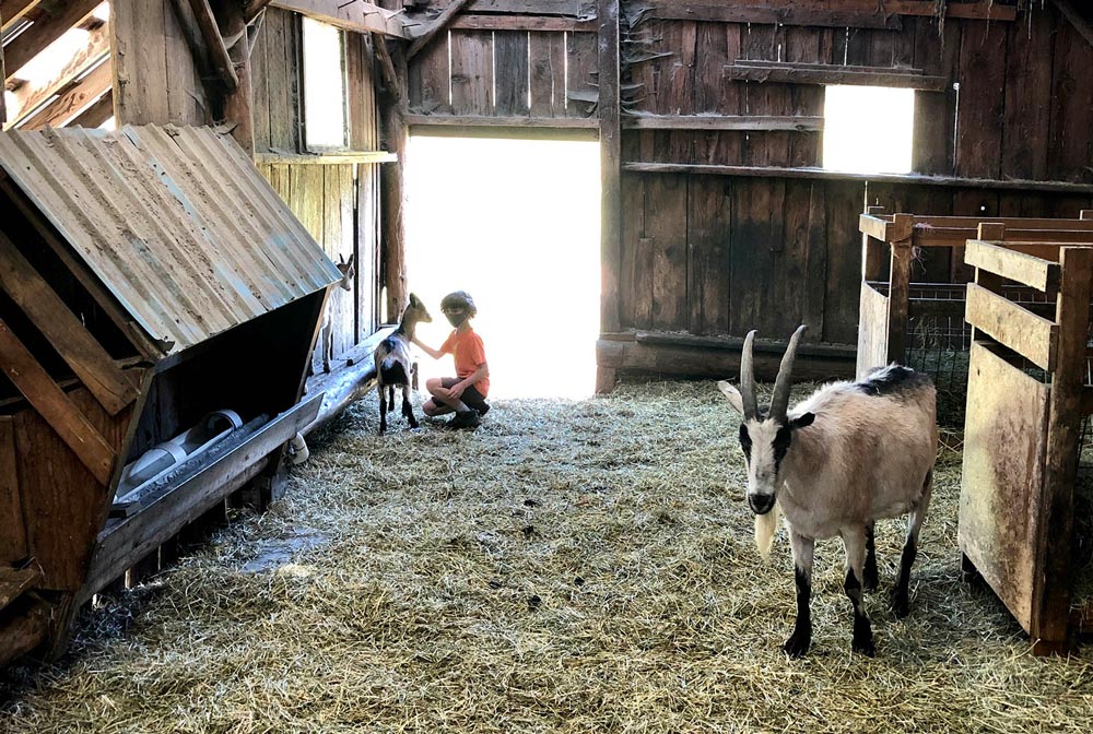 child petting goats