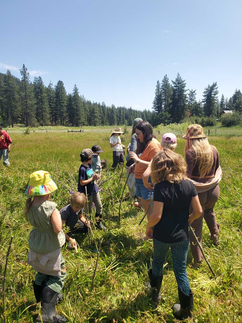 outdoor school students planting willow stakes to rehabilitate wetland