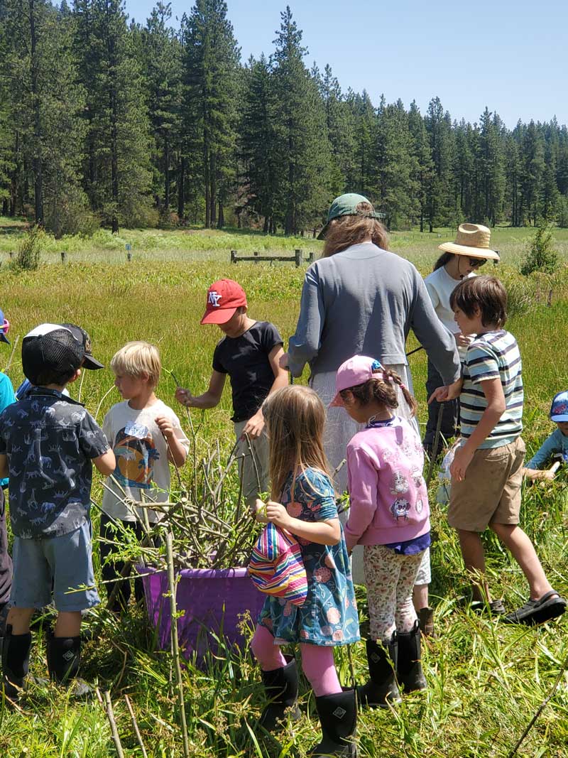 outdoor school students planting willow stakes to rehabilitate wetland