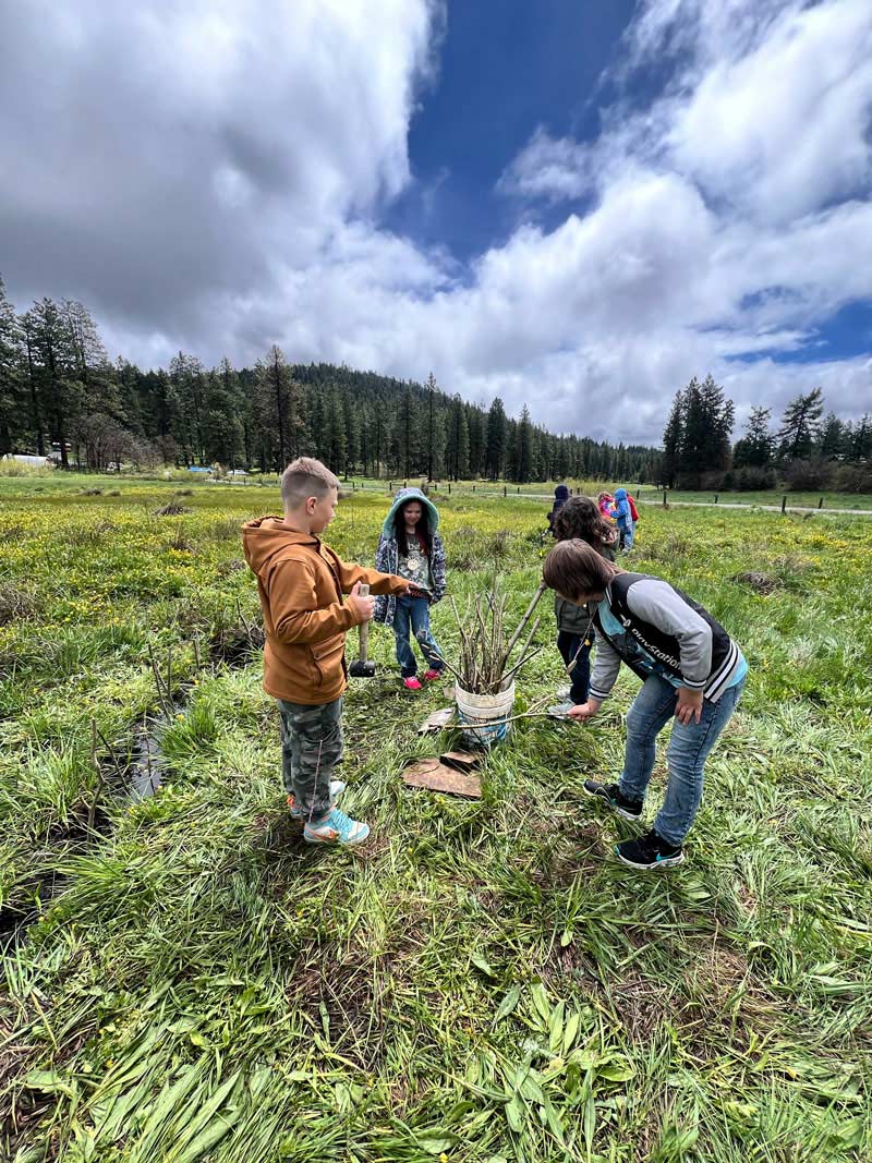 outdoor school students planting willow stakes to rehabilitate wetland