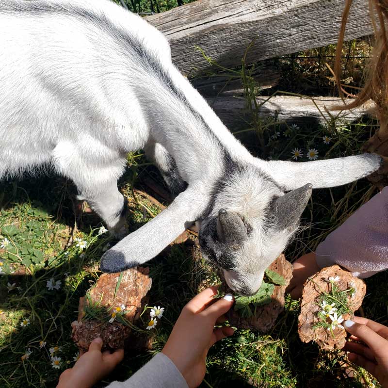 overhead view of goat eating from student's offerings of greens on bark plates
