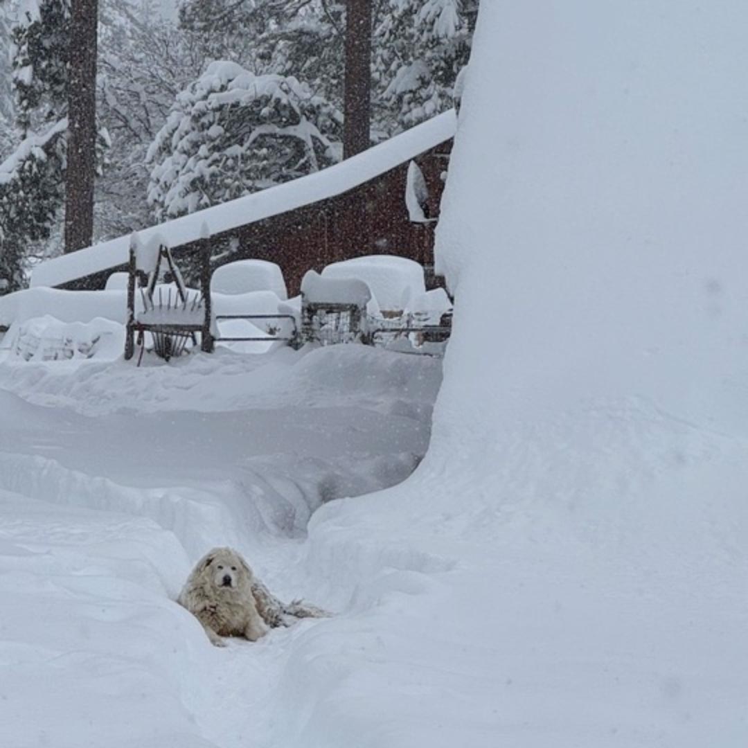 Ranch guardian dog enjoys a rest in snowy path