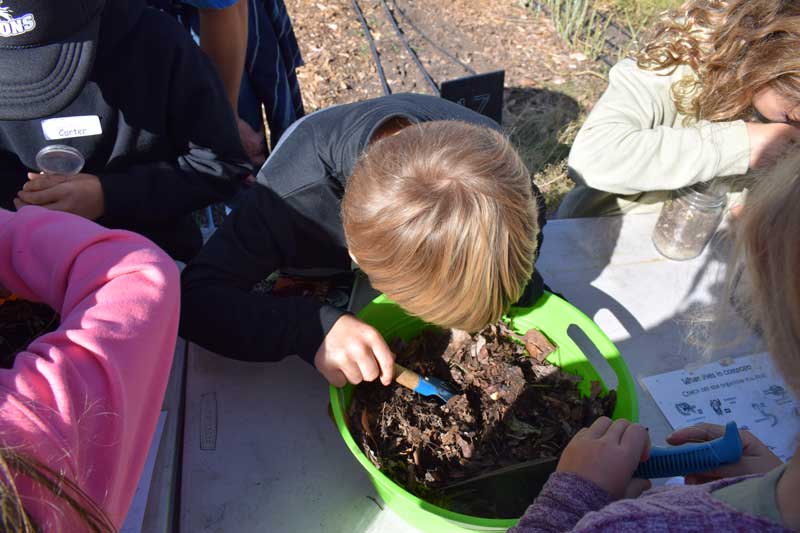 student peering into compost bucket to identify what is there