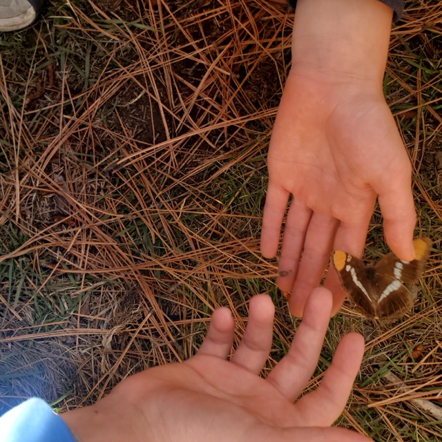 closeup of student hands gently releasing butterfly to the forest ground