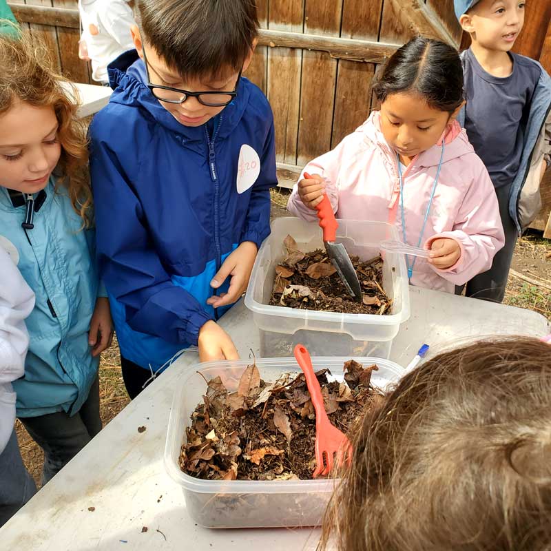 students inspect forest leaf litter in containers