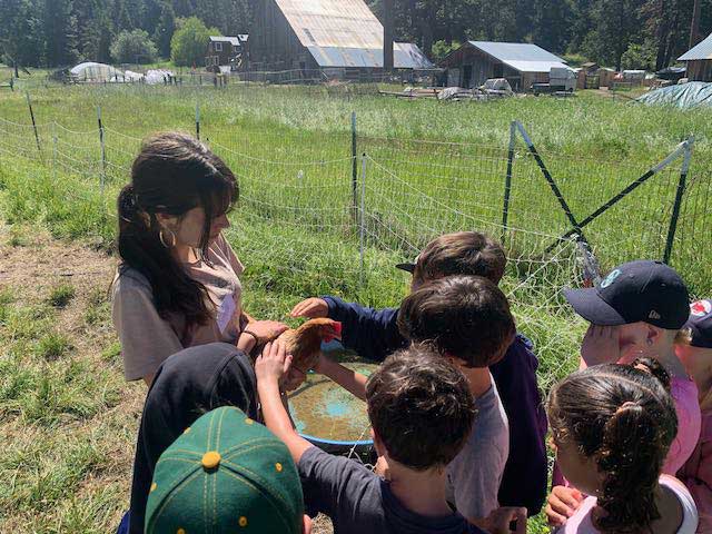 students petting chicken held by staff