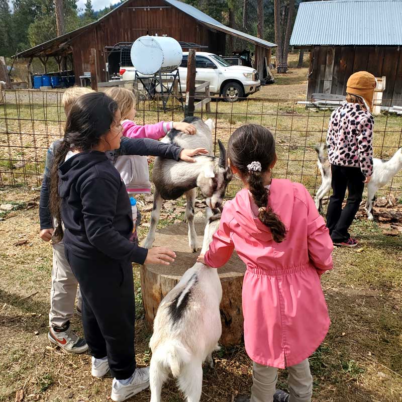 students petting two alpine goats