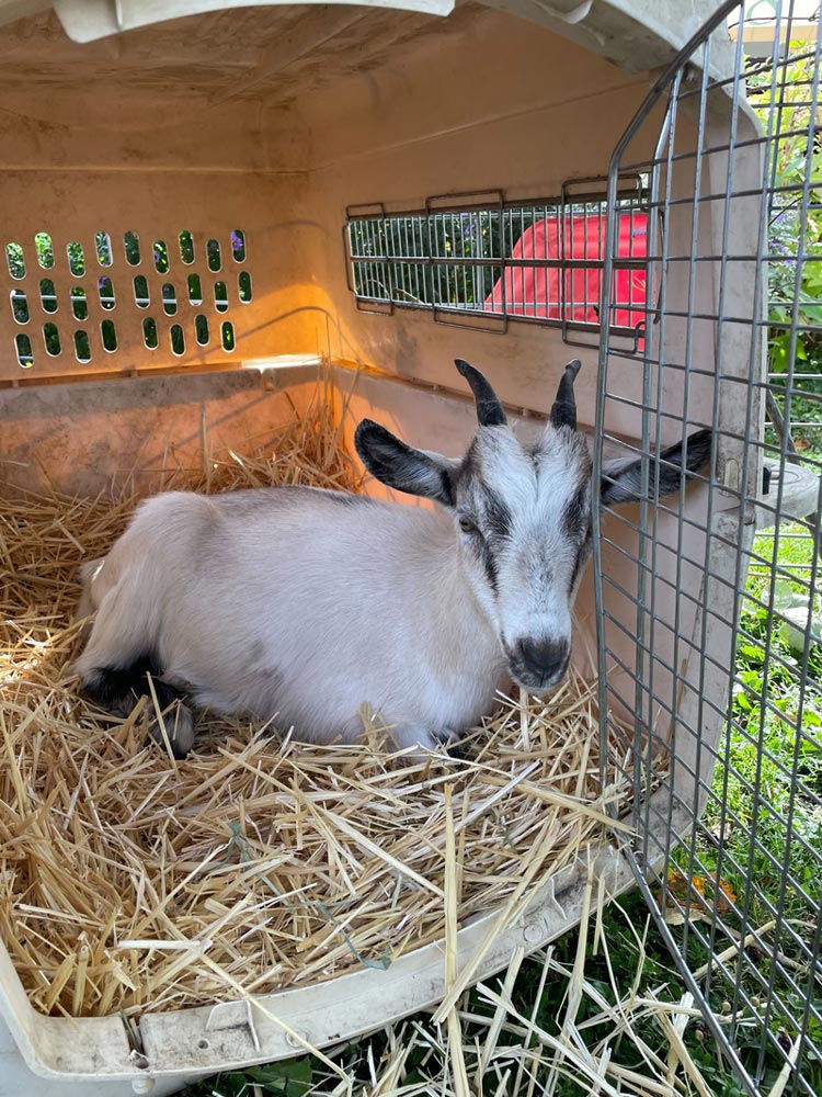 young goat in crate at Talent Harvest Festival