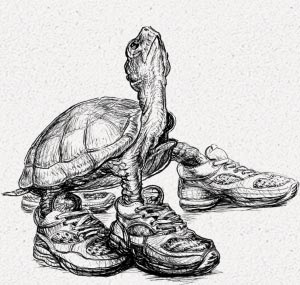 Turtle Trot 5k trail race fundraiser for The Crest