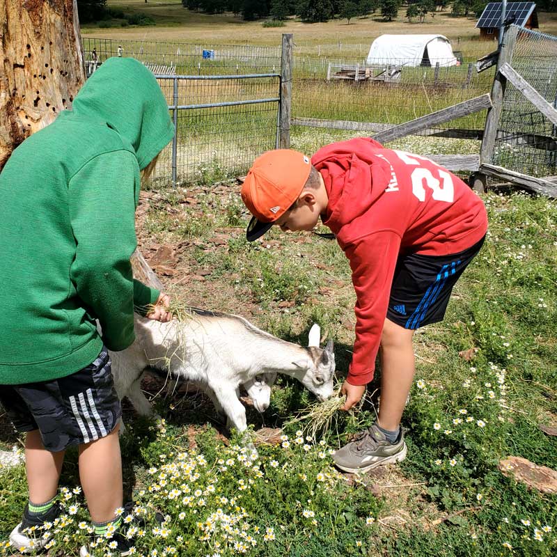 two students hand feeding grass to a young goat