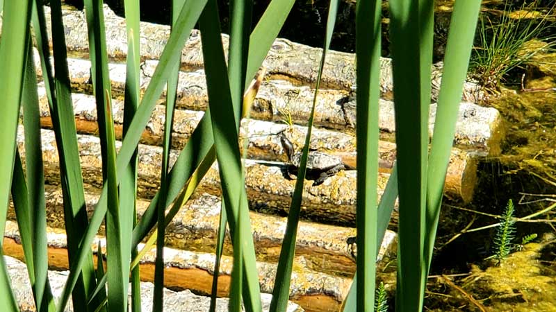 western pond turtle sits on log raft