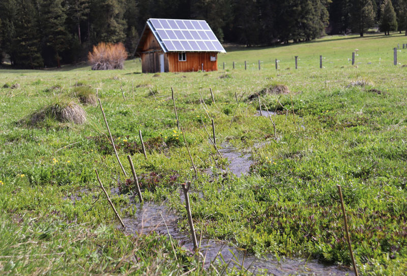 wetland meadow newly planted with willow stakes has solar panel covered shed that powers the off-grid farm