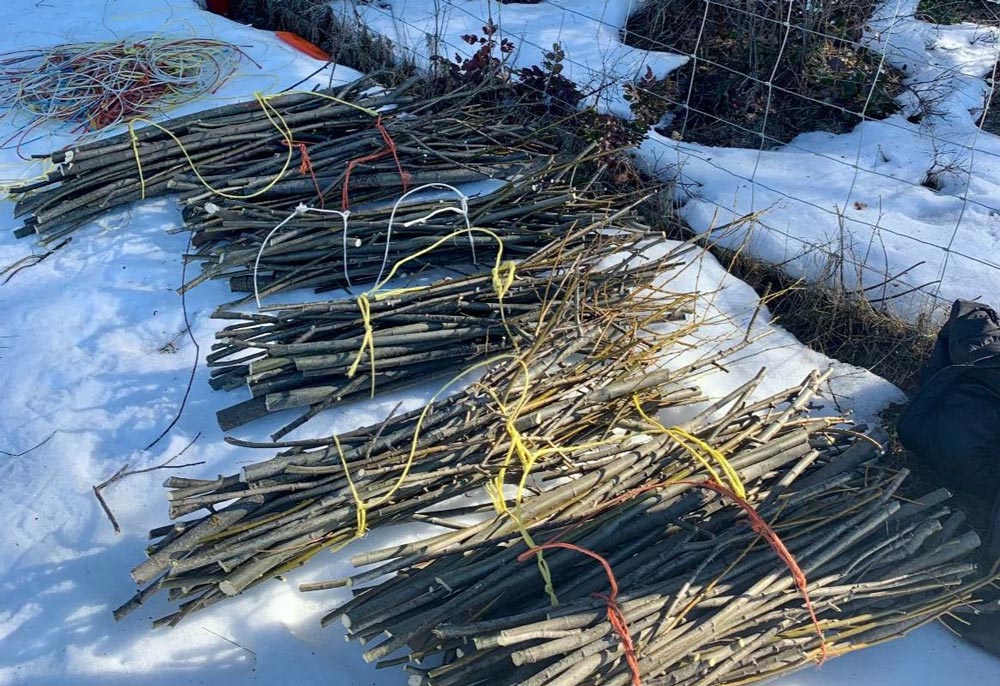willow bundles to store over winter