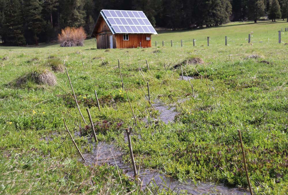 willow stakes transplanted in wet meadow