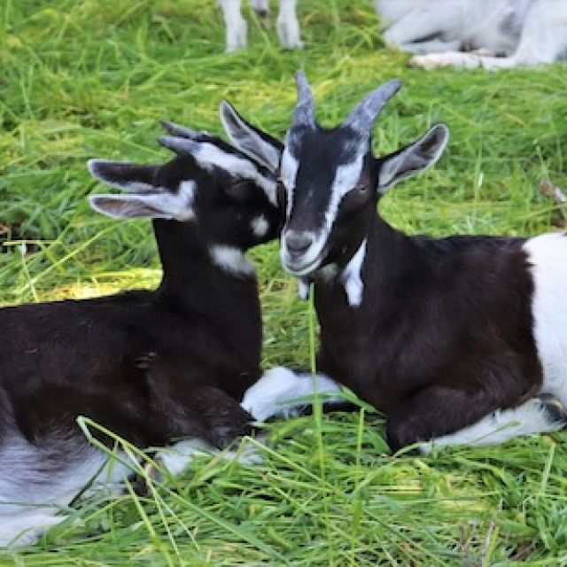 two young black and white alpine goats laying on grass