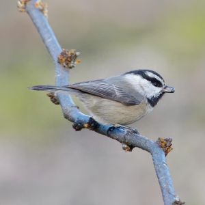 Mountain Chickadee by Mike Wisnicki