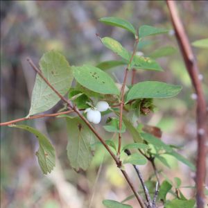 snowberry