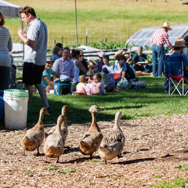 geese joining an event