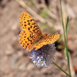 Pacific Fritillary