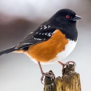 Spotted towhee