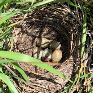 Blackbird eggs in nest