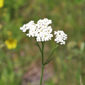 Yarrow