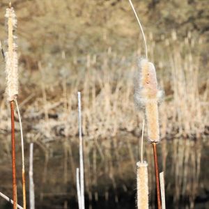 cattails