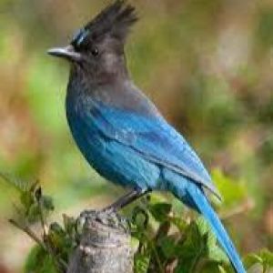 Steller's Jay