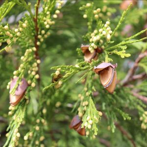 incense cedar seeds closeup