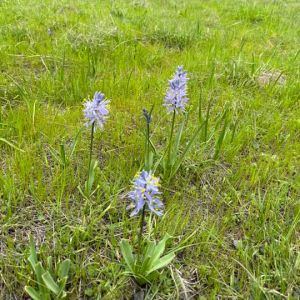 Camas in bloom by Suzanne Willow at Willow-Witt Ranch