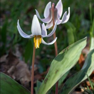 fawn lily