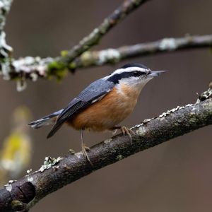 red-breasted nuthatch