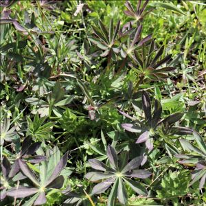 large-leaved lupine