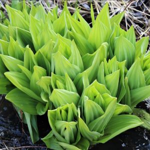 corn lily