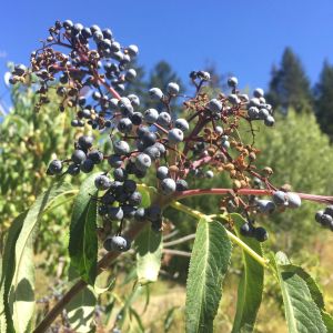 elderberry berries on bush
