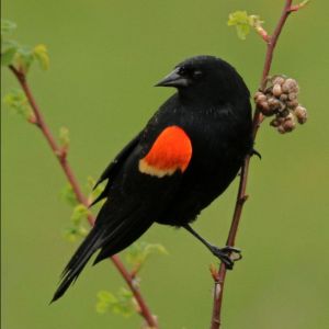 red-winged blackbird