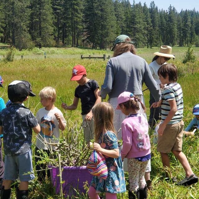 The Crest Nature Day Camp learns how to plant willows for wetland restoration