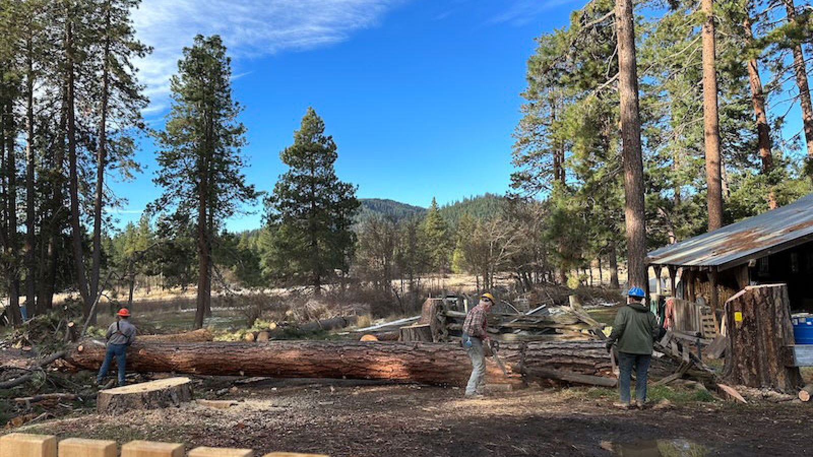 barnyard area Ponderosa Pine removal